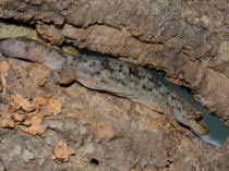 Hoplodactylus maculatus kleine Form